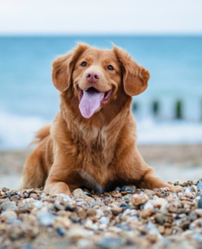 Pets Purest