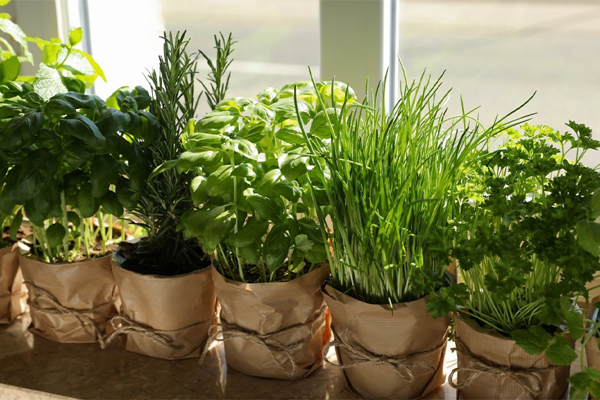 17 Herbs you can easily grow on a ledge or a windowsill.