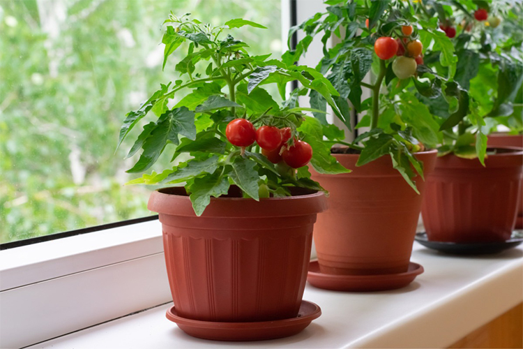 17 Herbs you can easily grow on a ledge or a windowsill.