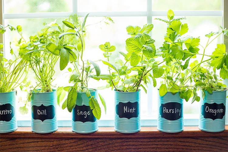 17 Herbs you can easily grow on a ledge or a windowsill.