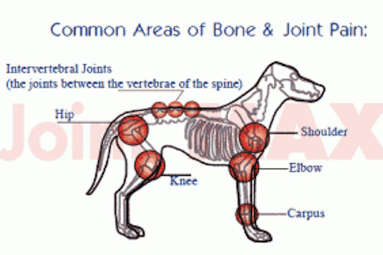 How to treat joint issues in dogs.