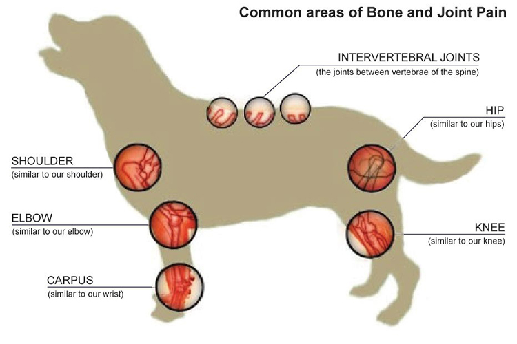 How to treat joint issues in dogs. LIFE+STYLE+TRENDS