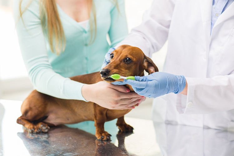 Keeping Your Pet's Teeth Clean: Dental Care for Dogs and Cats