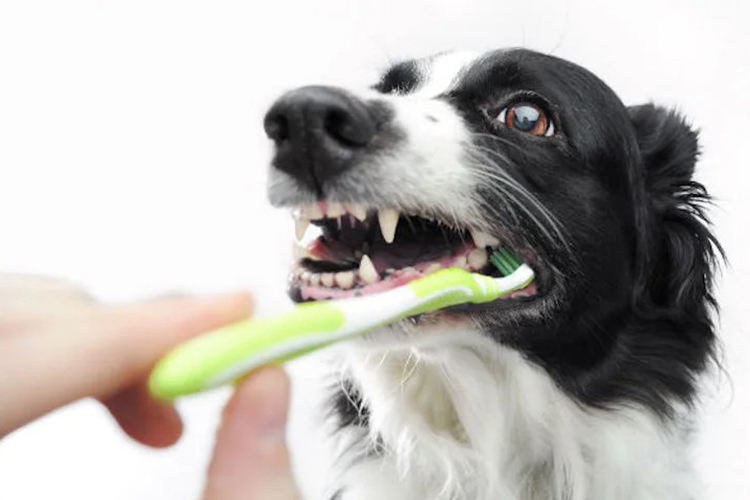 Keeping Your Pet's Teeth Clean: Dental Care for Dogs and Cats