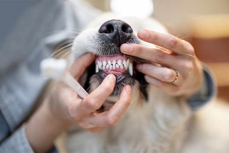 Keeping Your Pet's Teeth Clean: Dental Care for Dogs and Cats