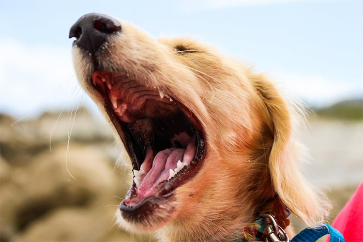 Identifying the Different Dog Barking Styles.