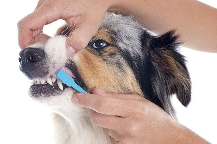 Keeping Your Pet's Teeth Clean: Dental Care for Dogs and Cats