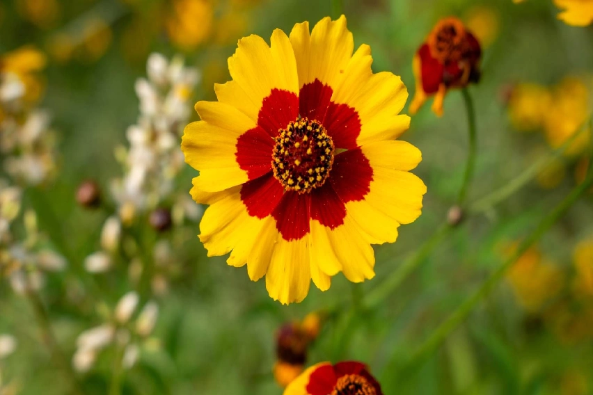 Eden Brothers Seed Company Review: Outstanding Seeds, Inconsistent Bulbs